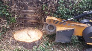 Essex tree stump grinding in Shalford Essex