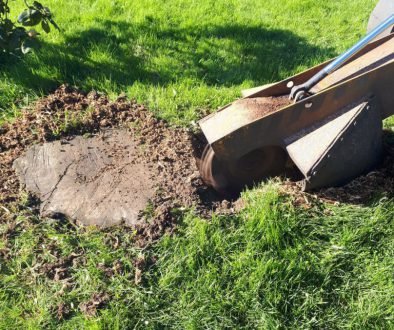 Tree stump grinding and removal of tree stumps, near Great Dunmow, Essex. For a free no obligation quote, please call Ro...