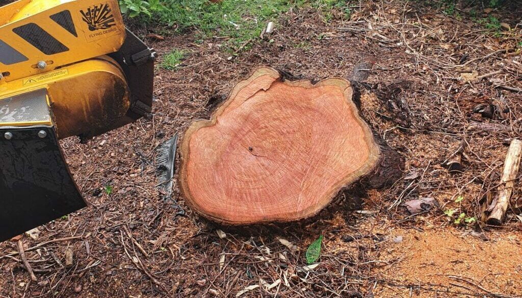 Today we were removing to large cedar tree stumps and several conifer tree stumps at Wethersfield, Halstead, Essex. Our …
