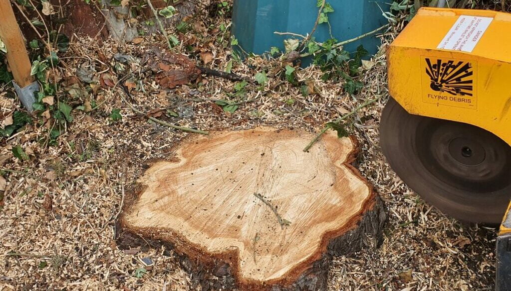 Tree stump grinding at Upminster, Essex. There were various tree stumps that needed removing for a drive widening projec…