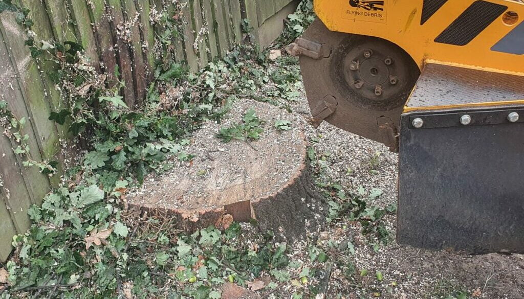Tree stump grinding in Melbourne, Chelmsford, Essex. Four oak tree stumps were removed that were literally pushing up ag…