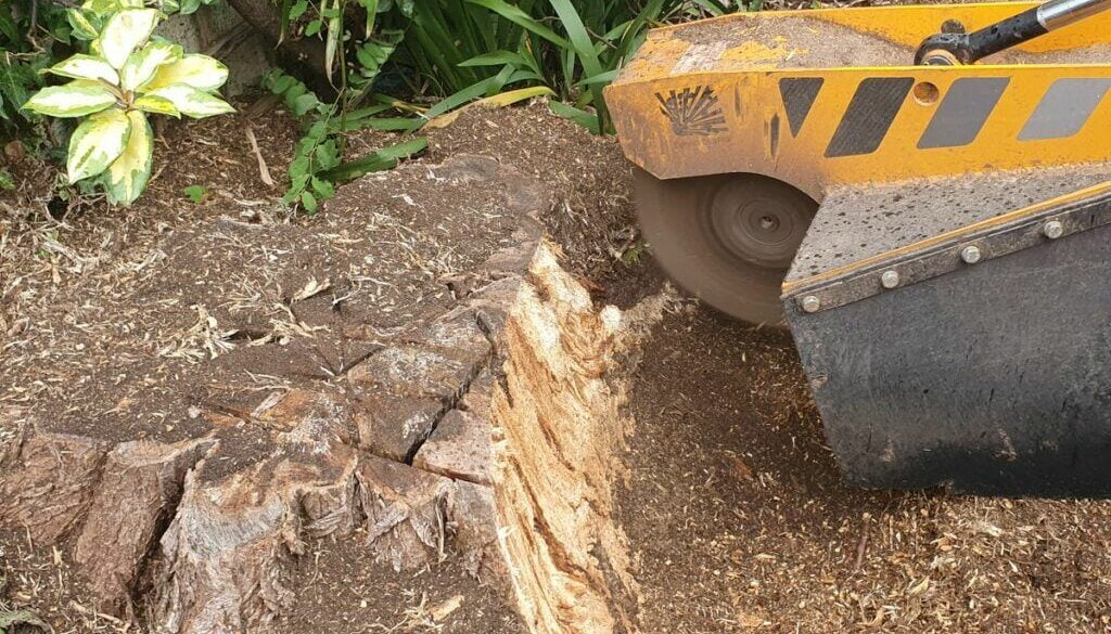Tree stump grinding near Milton, Cambridge today. A large acacia tree stump was removed in preparation for a new larger …