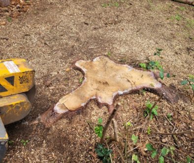 Another tree stump grinding job at Widdington, near Saffron Walden, Essex. There were two large Norway spruce tree stump...