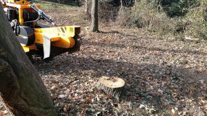 Essex tree stump grinding removing oak stumps