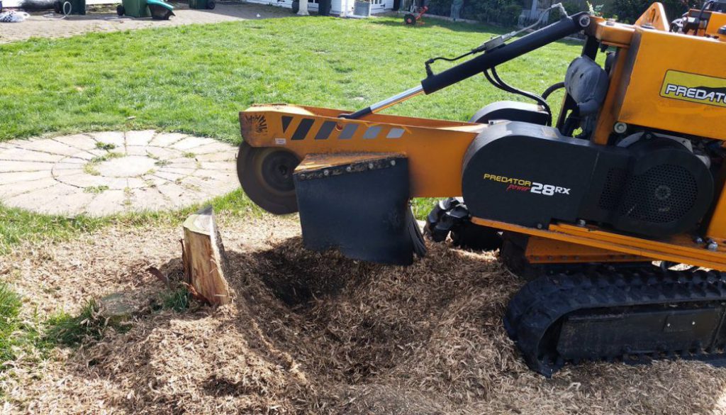 Stump Grinding in North Ockendon, one of the many places I work!
...