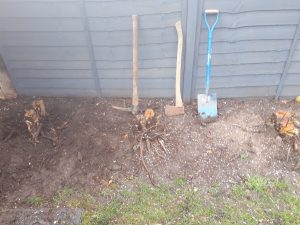 Digging out tree stumps by hand