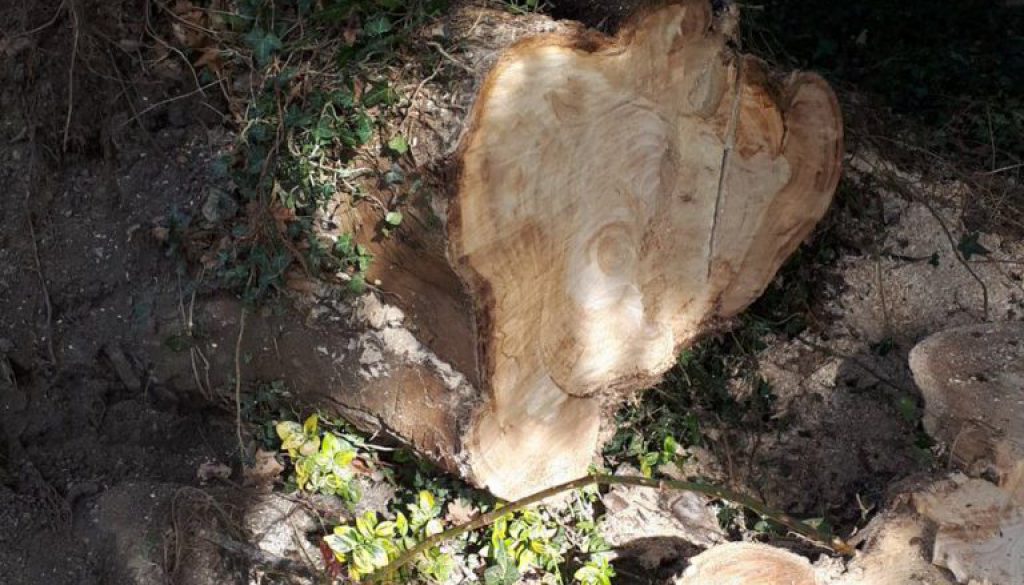 Grinding a tree stump near Danbury, Essex, this is a eucalyptus tree that has came down in the wind. ...