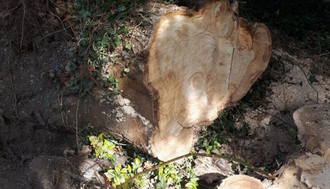 Grinding a tree stump near Danbury, Essex, this is a eucalyptus tree that has came down in the wind. ...