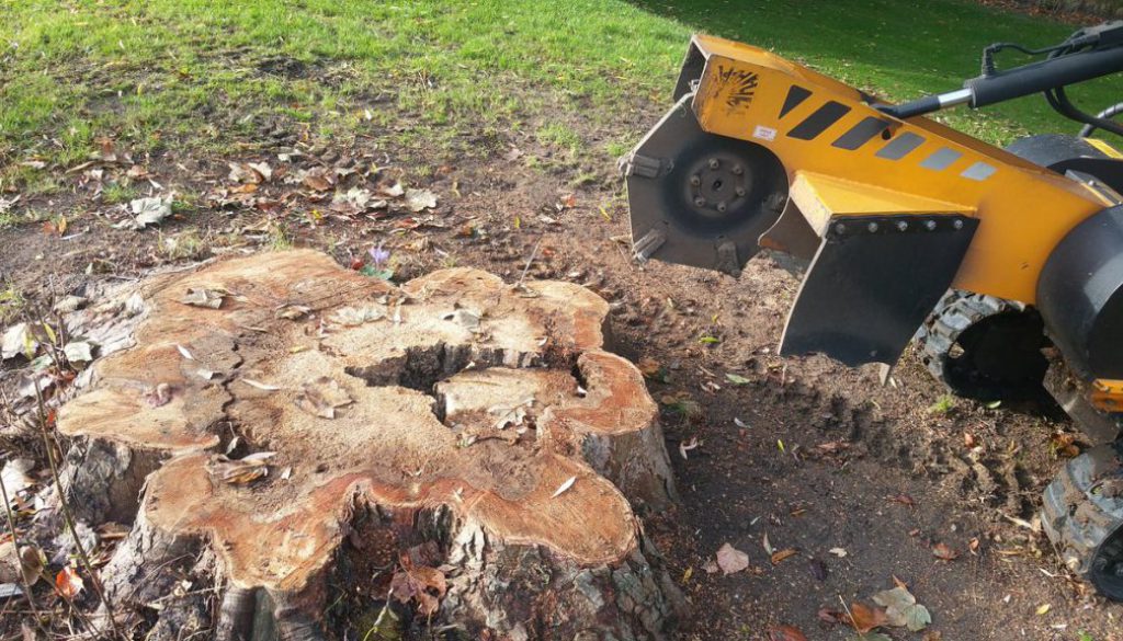 Grinding a tree stump near Newmarket, Suffolk. For all your stump grinding, please call Roy on 07971 648879.  ...