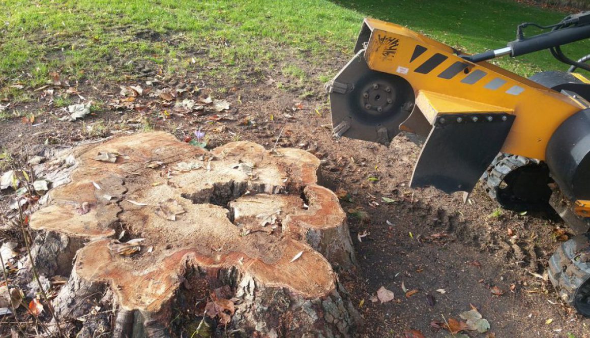 Grinding a tree stump near Newmarket, Suffolk. For all your stump grinding, please call Roy on 07971 648879.  ...