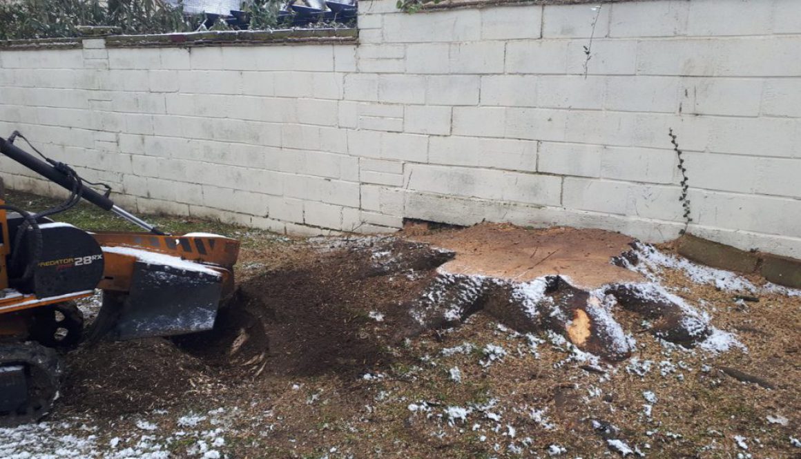 Grinding and removing a large sycamore tree stump at Elsenham, Essex. ...