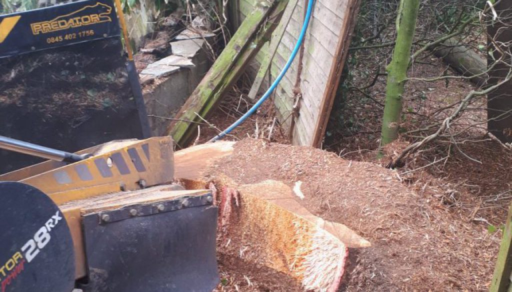 Grinding out and removing a large willow tree stump in Hundon Suffolk. I can get to the root of the problem! ...
