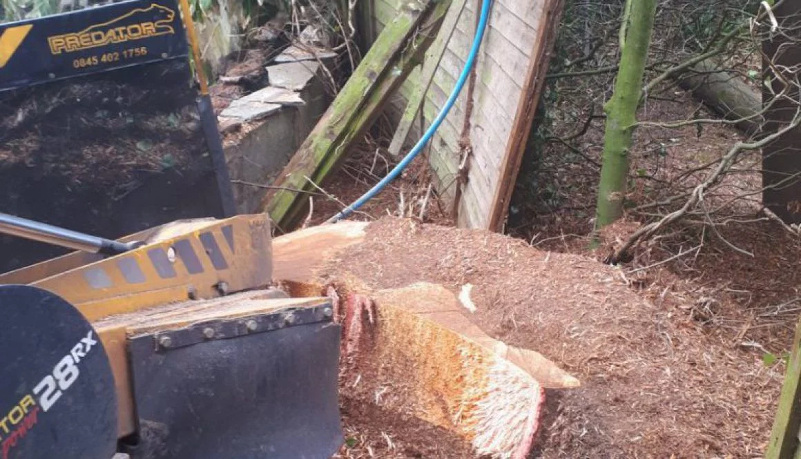 Grinding out and removing a large willow tree stump in Hundon Suffolk. I can get to the root of the problem! ...