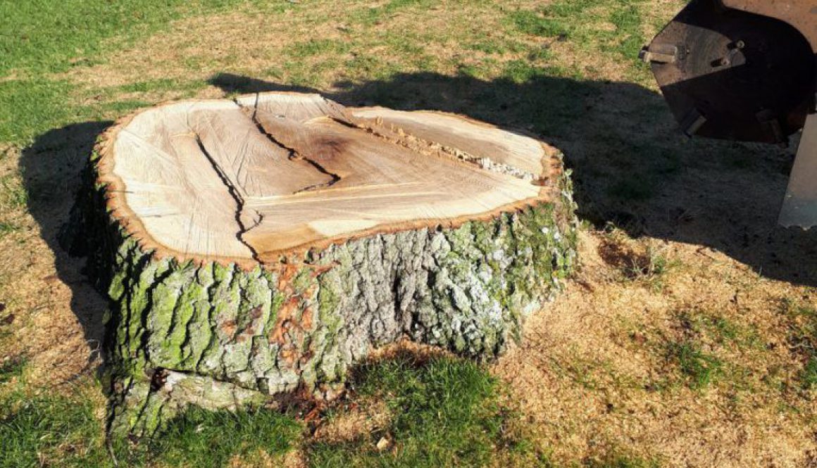 On the golf course at Saffron Walden, grinding out various types off tree stumps. ...