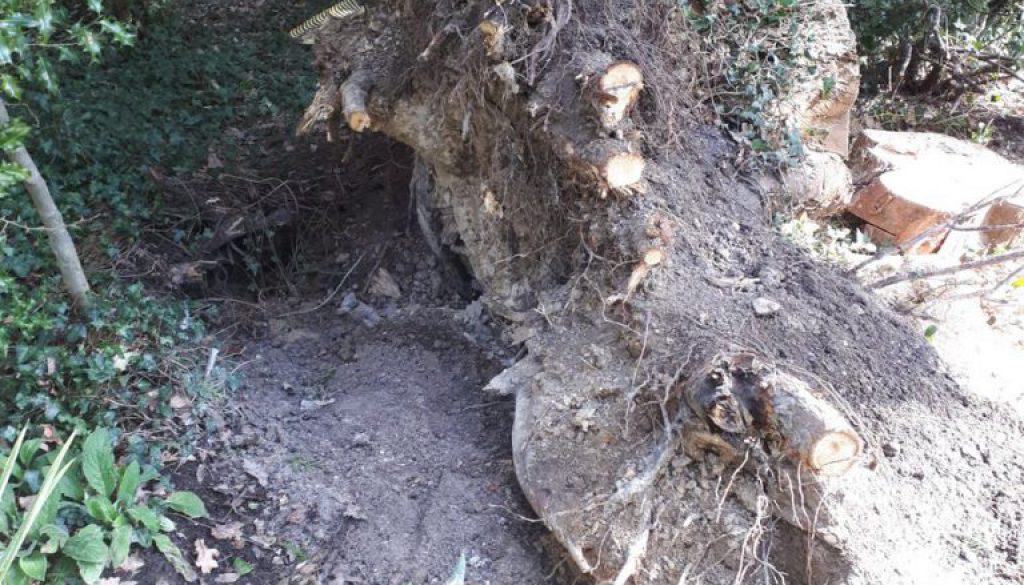 Removing a tree stump near Danbury Essex, from start to finish! ...