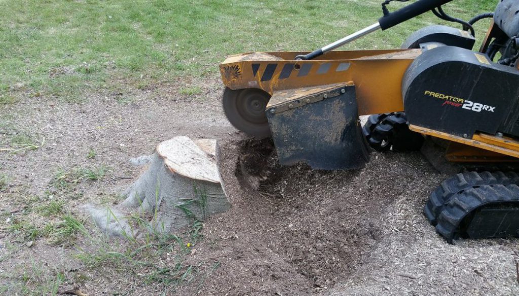 Stump Grinding in North Ockendon, one of the many places I work!...