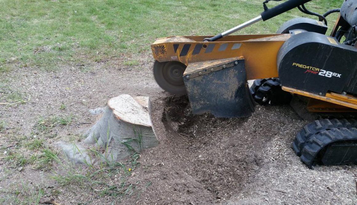 Stump Grinding in North Ockendon, one of the many places I work!

 ...
