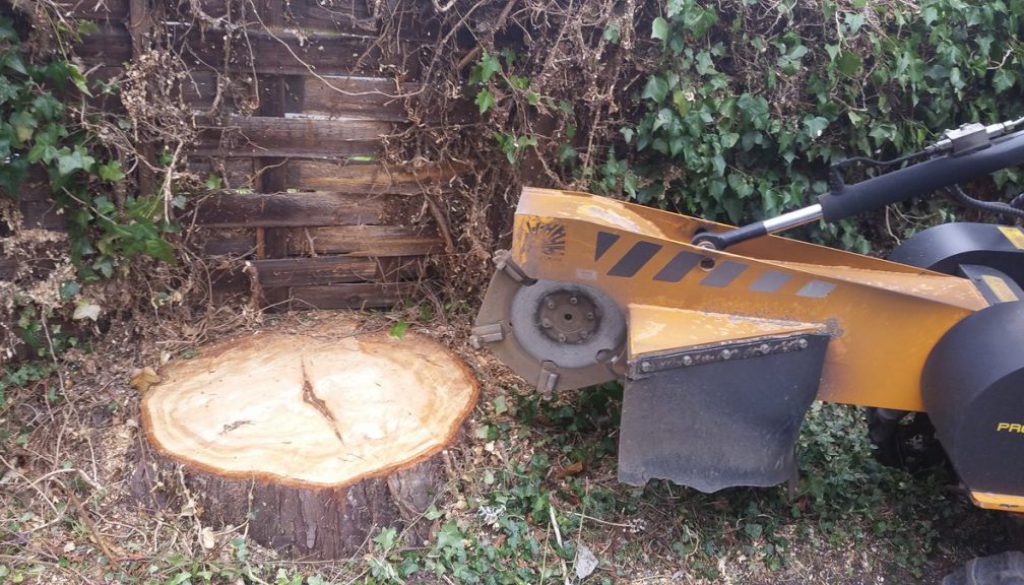 Stump grinding a conifer stump in Shalford, Essex.  ...