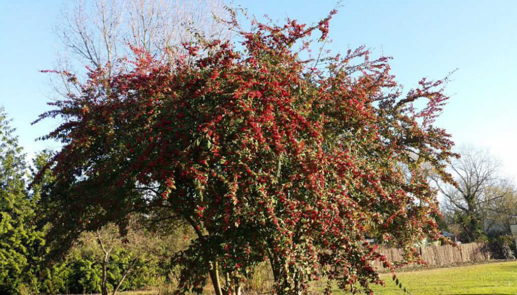 These two cotoneaster's look amazing in the winter sun! ...