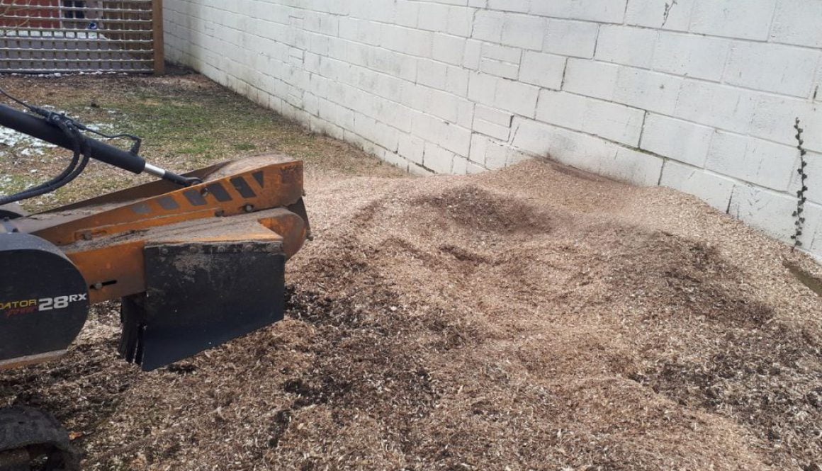 Three quarters of the way through removing and grinding a sycamore tree stump in Elsenham, Essex. ...