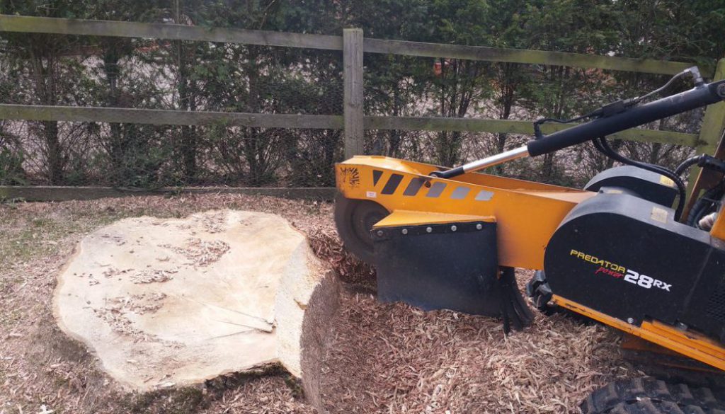 Tree stump grinding a large ash tree stump at Ugley, Essex. Call Roy at  on 07971 648879 or visit  ...