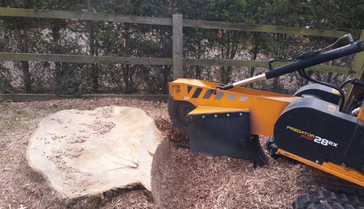 Tree stump grinding a large ash tree stump at Ugley, Essex. Call Roy at  on 07971 648879 or visit  ...