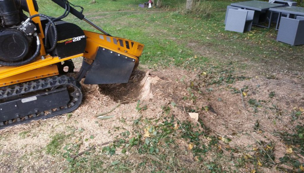 Tree stump grinding at Henham, Essex. For more details please contact Roy Bretton on (07971) 648879.  ...