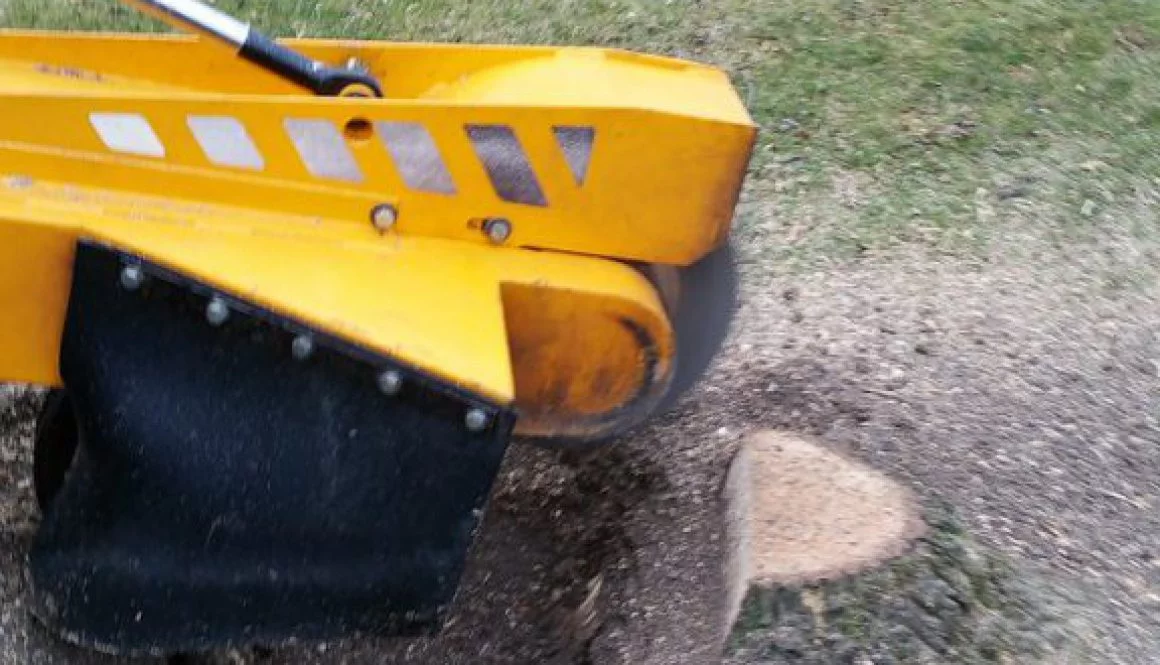 Tree stump grinding in Braintree, Essex ...