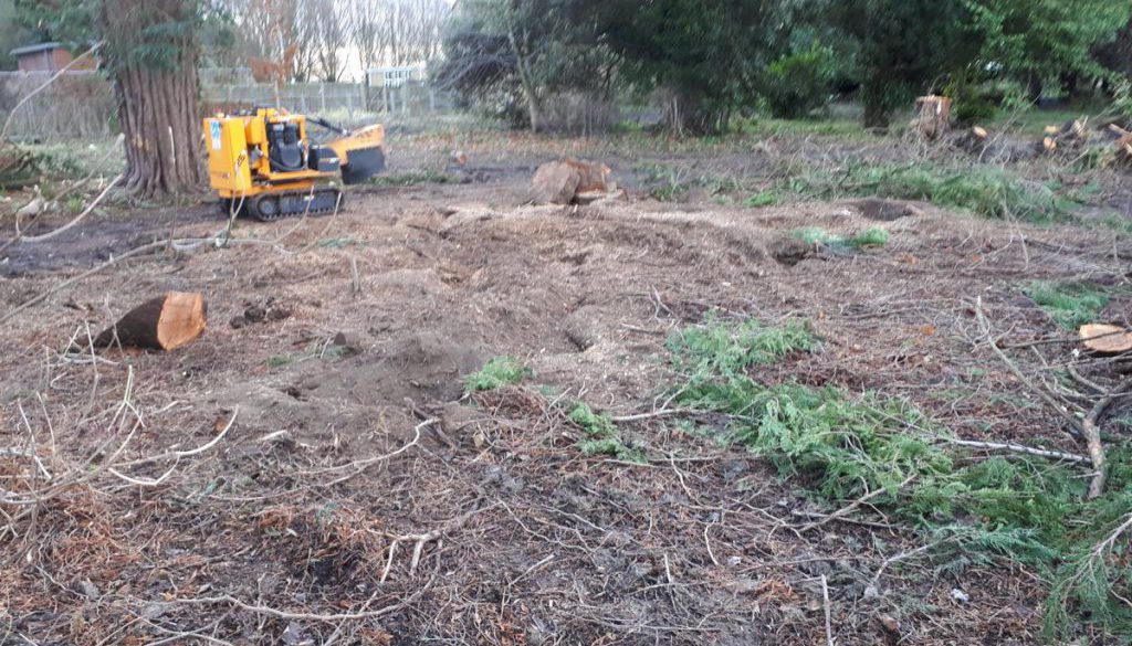 Tree stump grinding in Cambridgeshire, I also cover, Essex, Suffolk and Hertfordshire, please call me on 07971 648879 fo...