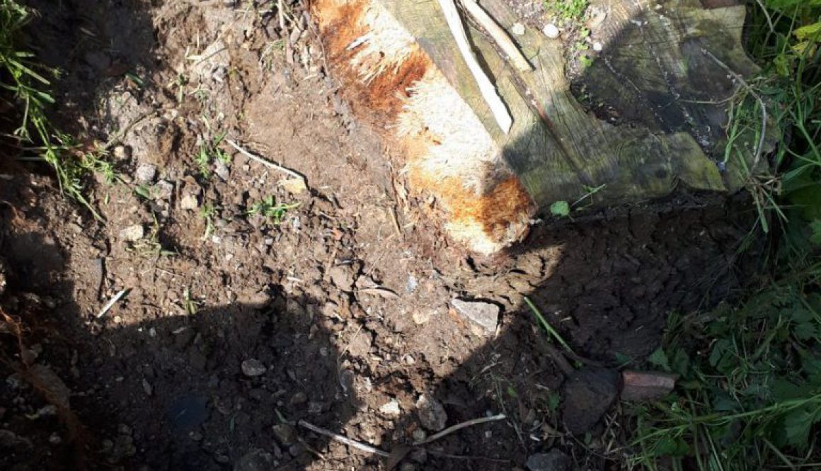 Half way through grinding the tree stump near Coggeshall, Colchester, Essex. It often works out cheaper to hire myself a...