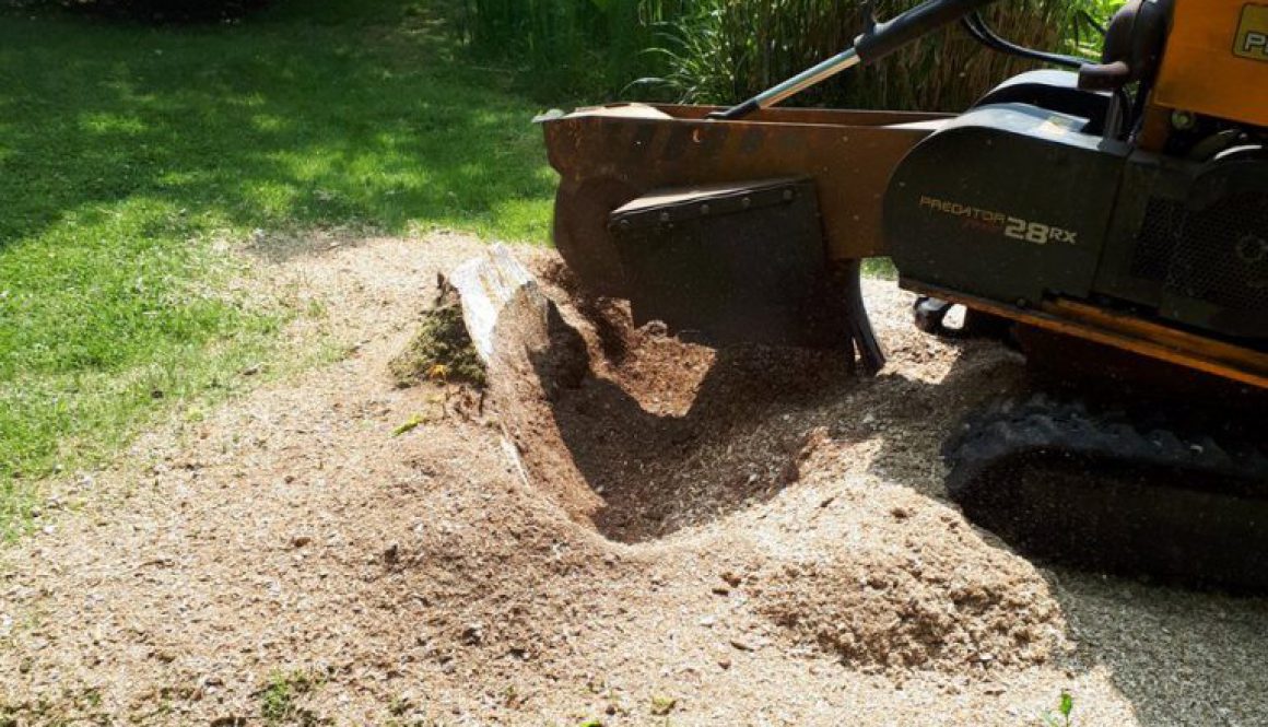 Another tree stump removal job near Great Totham, Maldon, Essex. This was a sycamore tree stump that needed to be remove...