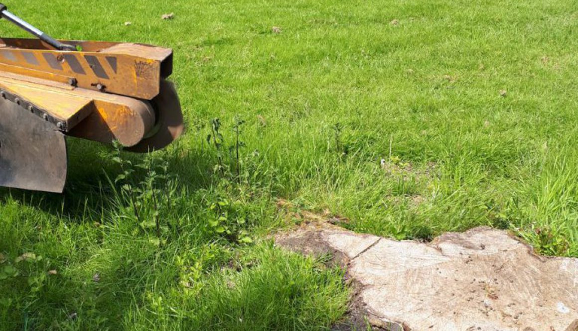 Essex Tree Stump Grinding are grinding out various tree stumps at Stock, near Billericay, Essex. ...