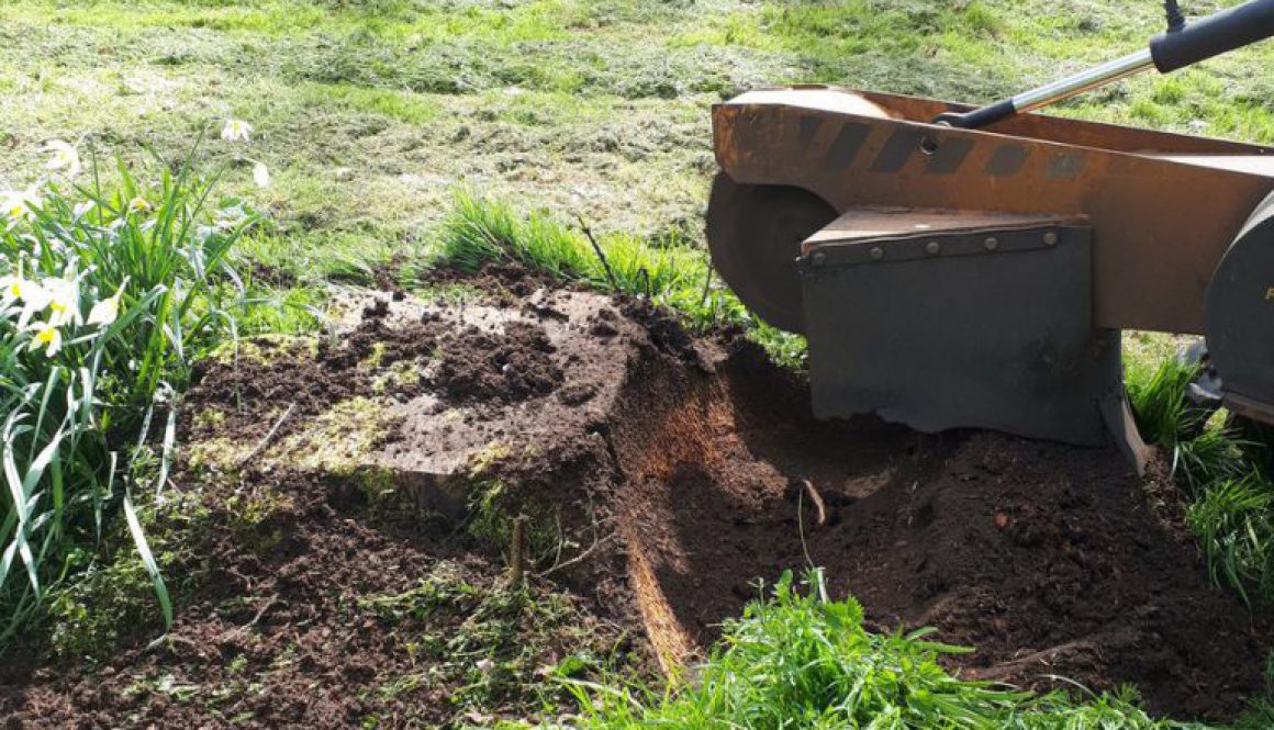 Grinding a tree stump at Wendons Ambo, near Saffron Walden, Essex. Tree stump removals are made simple when you have the...