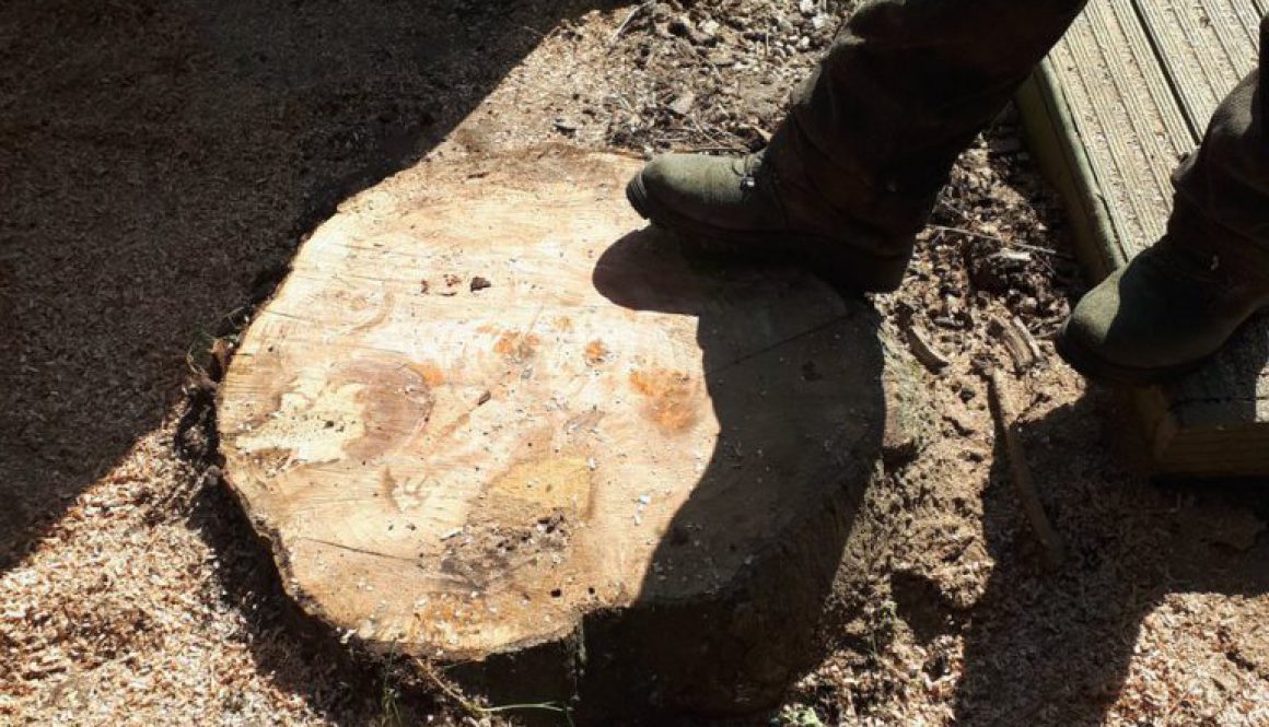 Grinding a tree stump near Ilford, Essex, in preparation for a new fence.   ...