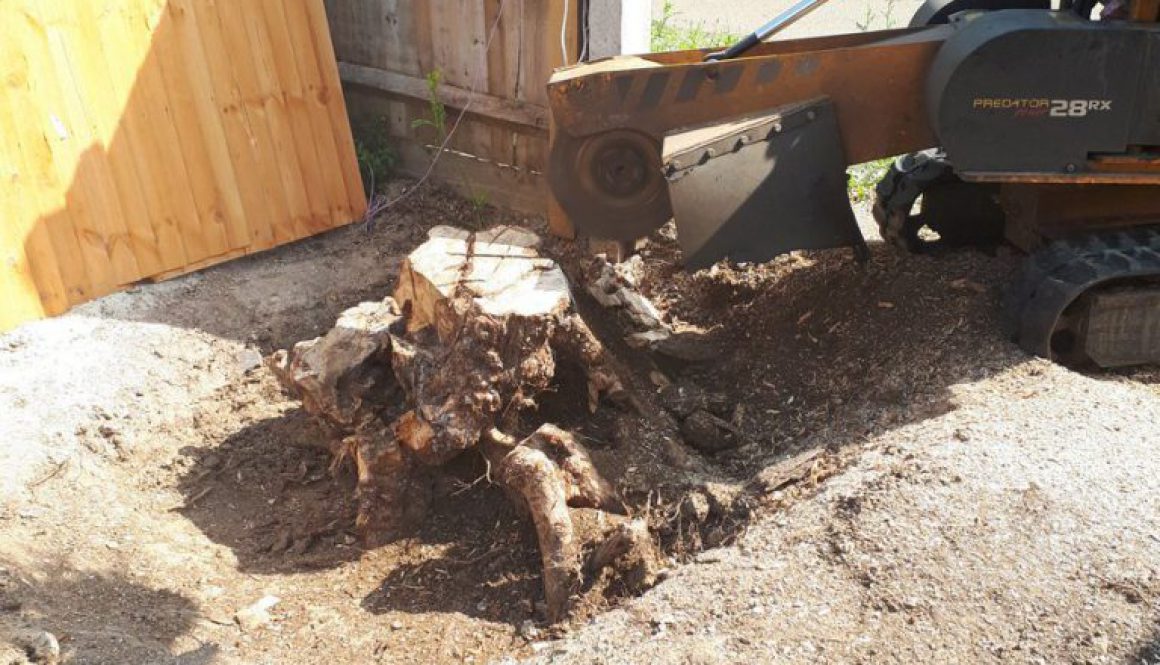 I am grinding a Field Maple tree stump in Braintree, a stump grinder is the easiest way to remove a tree stump! Please g...
