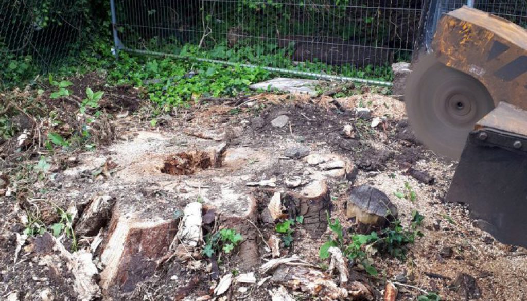 Tree stump grinding a large horse chestnut stump in preparation for a new driveway. Using a radio remote stump grinder i...