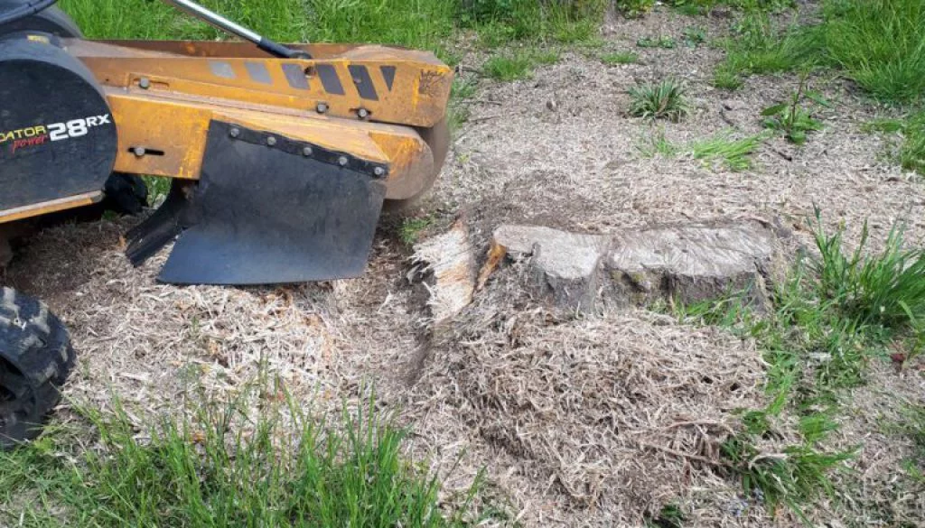 Tree stump grinding a large oak stump near Stock Essex. Grinding a tree stump is the easiest way to remove a tree stump....