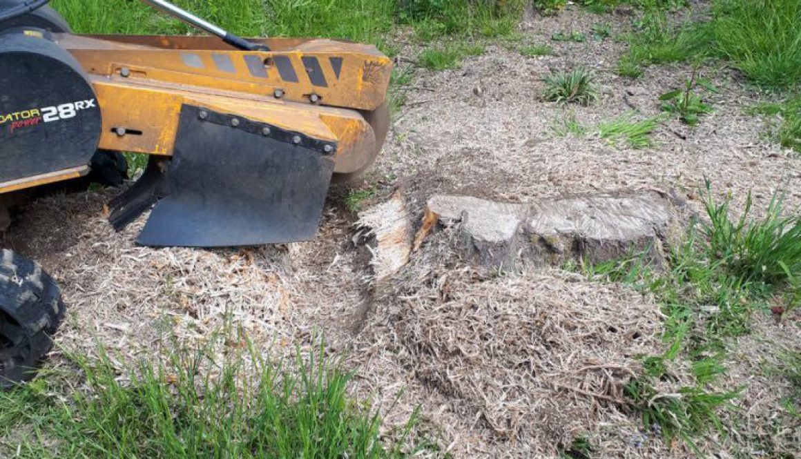 Tree stump grinding a large oak stump near Stock Essex. Grinding a tree stump is the easiest way to remove a tree stump....