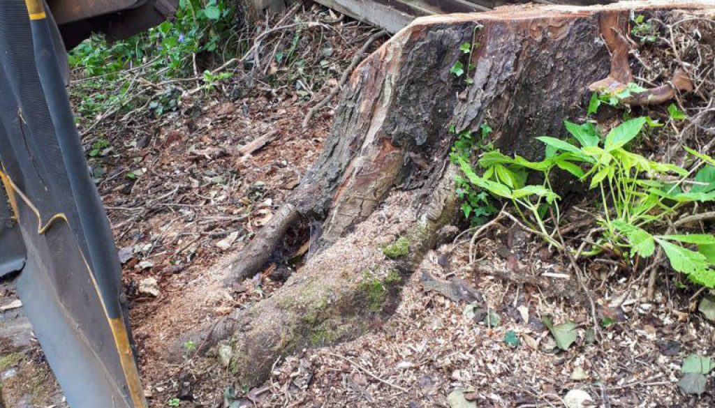 Tree stump grinding in Takeley, Essex this morning. There was part of a horse chestnut stump to be removed, the owner wa...