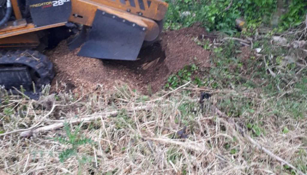 Tree stump grinding mainly elm stumps in Bassingbourn, Cambridgeshire today. Getting to the root of your stump removal p...