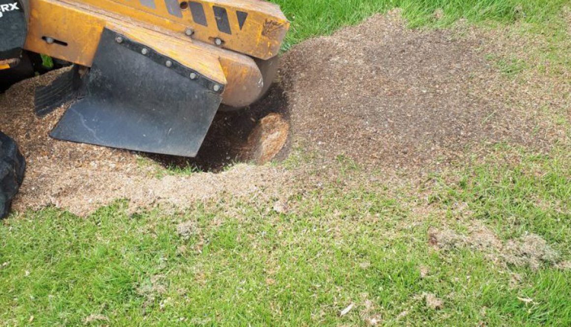 Removing a tree stump in Romford, Essex. Essex Tree Stump Grinding is here to help you with all your tree stump removals...