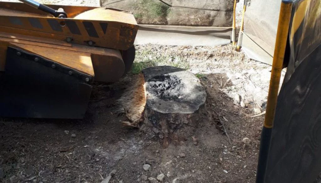 Stump grinding a couple of fruit tree stumps at Southend-on-Sea, Essex. Please call Essex Tree Stump Grinding for all yo...