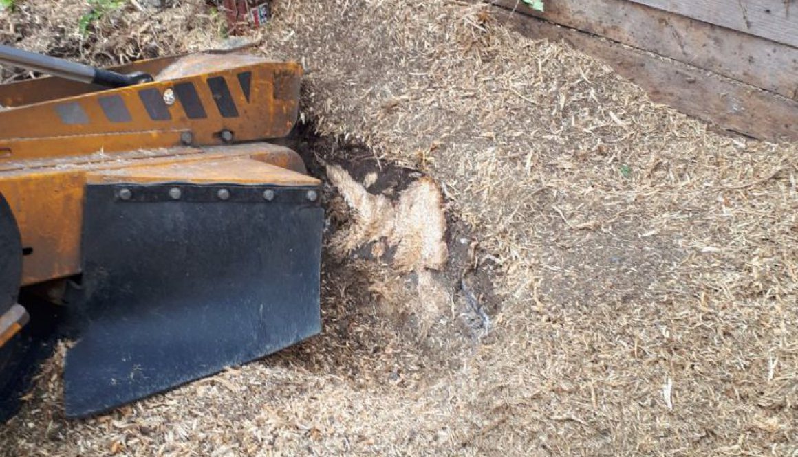 Stump grinding in Ashdon, Near Saffron Walden, Essex. For more information please visit our website at  ...