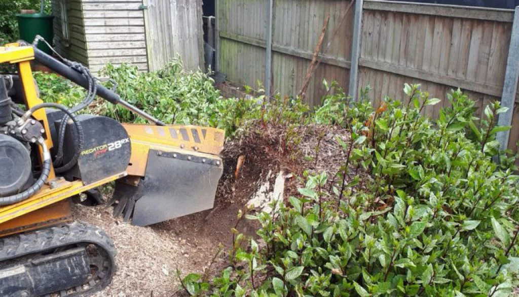 Tree stump grinding a large bay tree stump at Stebbing, near Dunmow, Essex, from start to finish! Please call me for all...