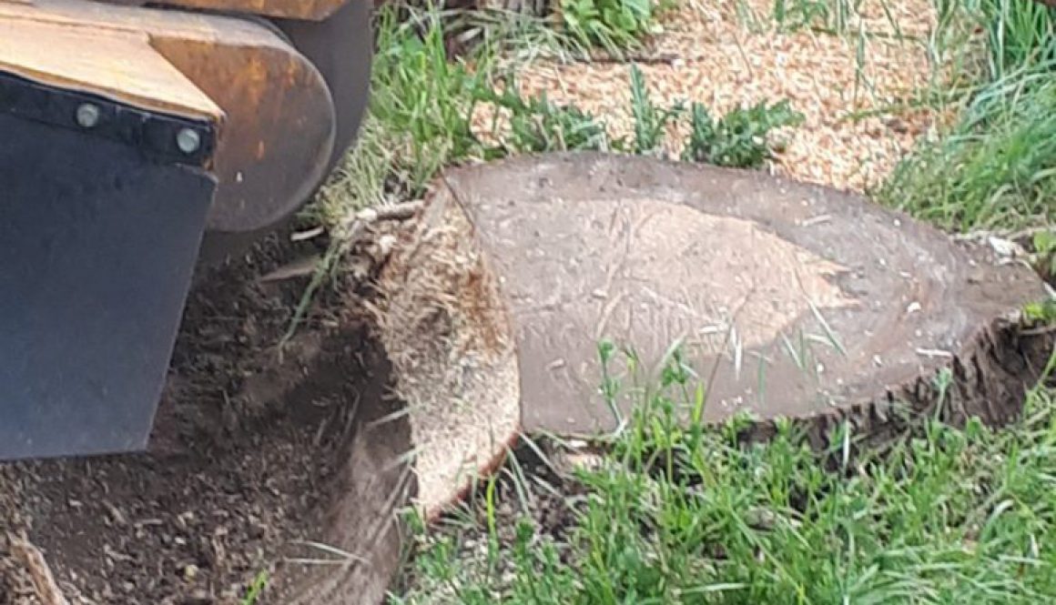 Tree stump grinding a large beech tree stump near Royston, Hertfordshire. Please give me a call for all your tree stump ...