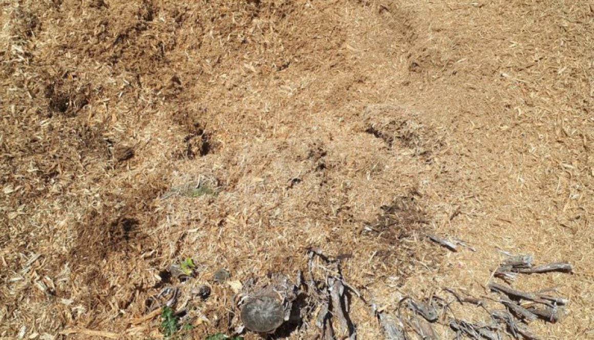 Tree stump grinding a large conifer tree stump between Finchingfield and Great Bardfield, Essex today. The area is now a...
