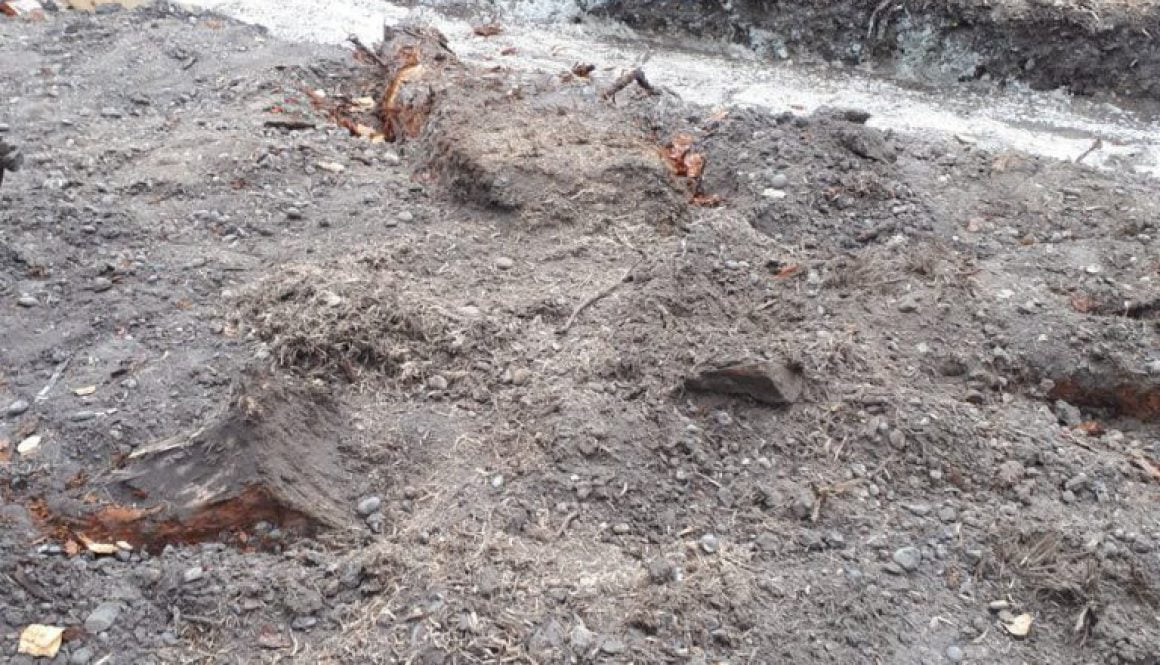 Tree stump grinding a large conifer tree stump near Watford, Hertfordshire in preparation for a new building. ...