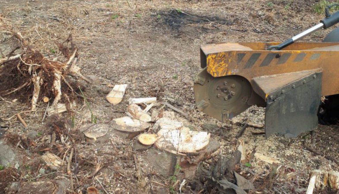 Tree stump grinding a multiple stemmed ash tree, near Harlow, Essex. From start to finish. Please feel free to contact m...