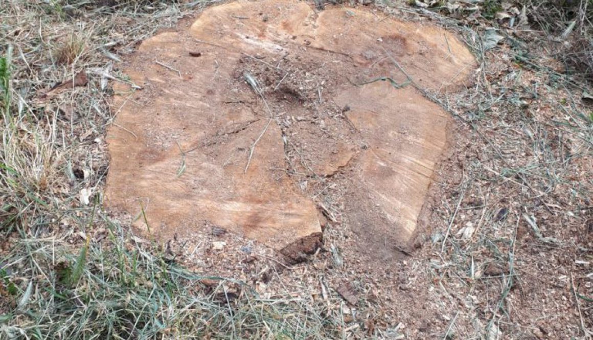 Tree stump grinding a willow stump near Upminster, Essex. The area around the tree stump was raised so I removed the tre...
