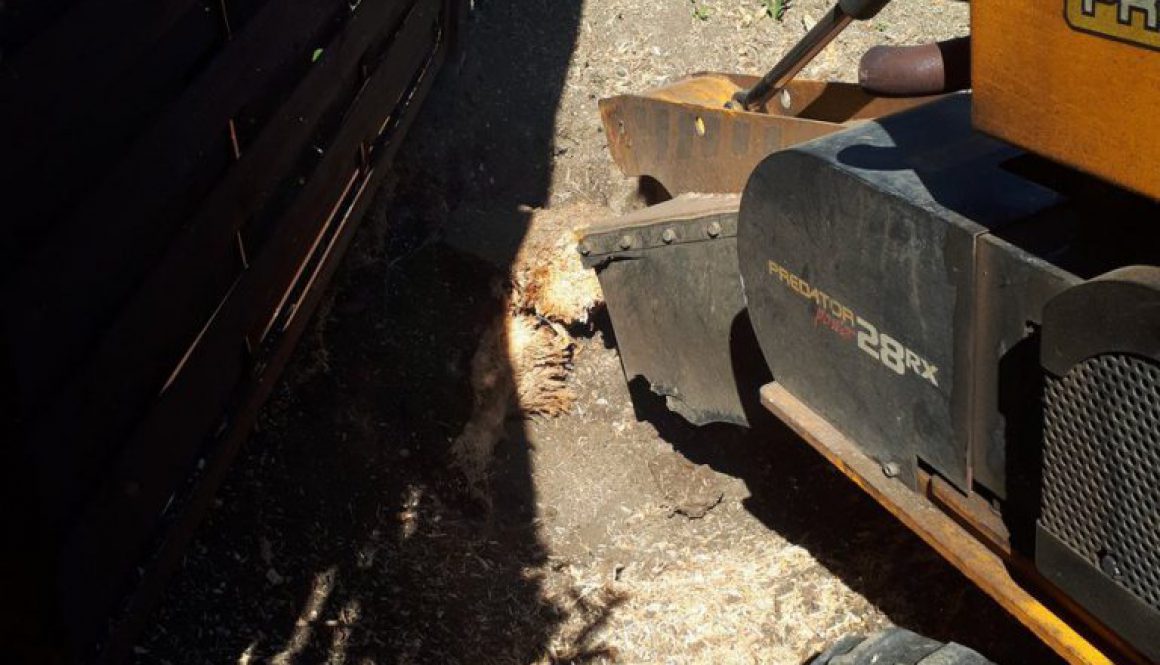 Tree stump grinding at Horseheath, Cambridge today, removing a conifer stump in preparation for new fruit trees. ...